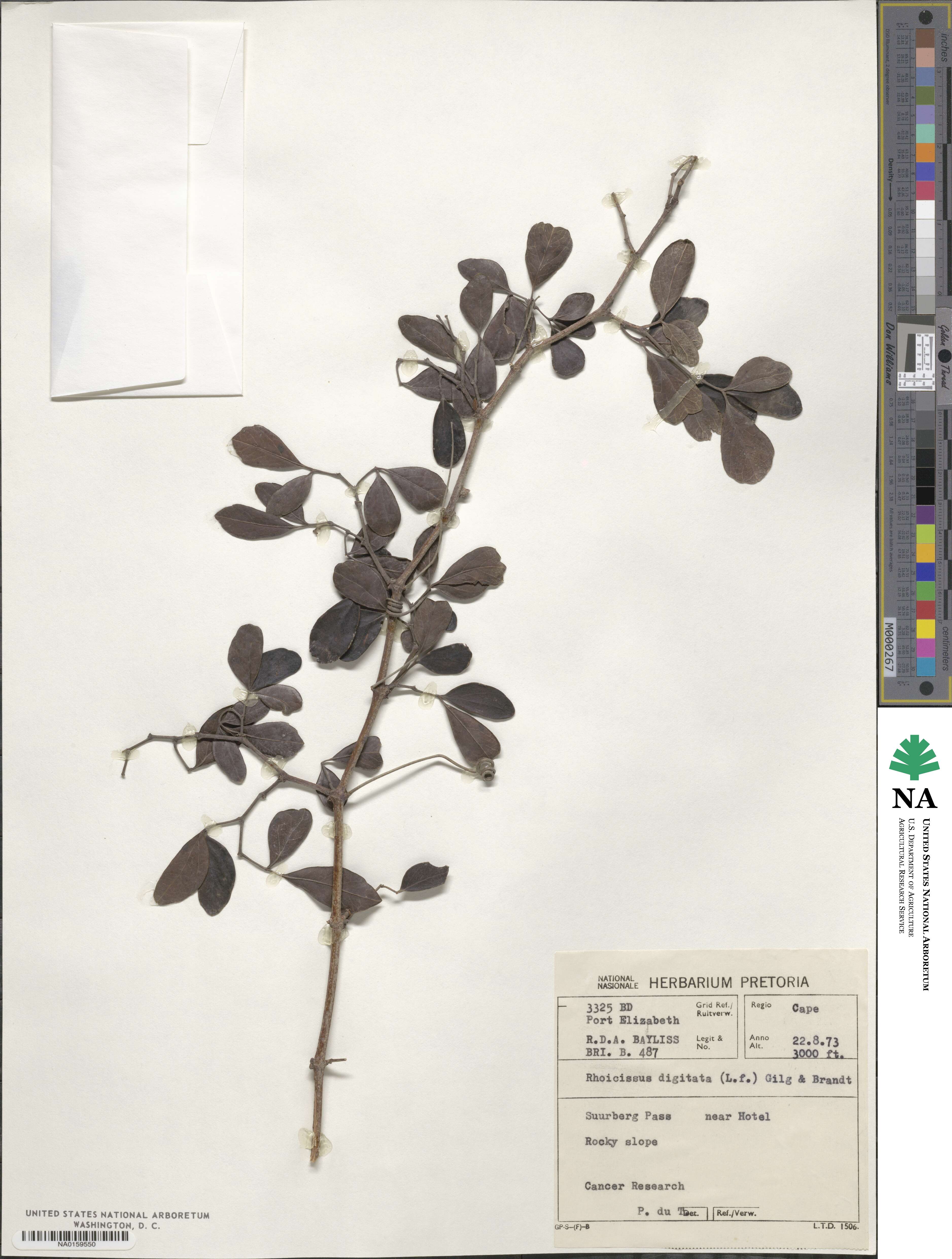 Rhoicissus digitata image
