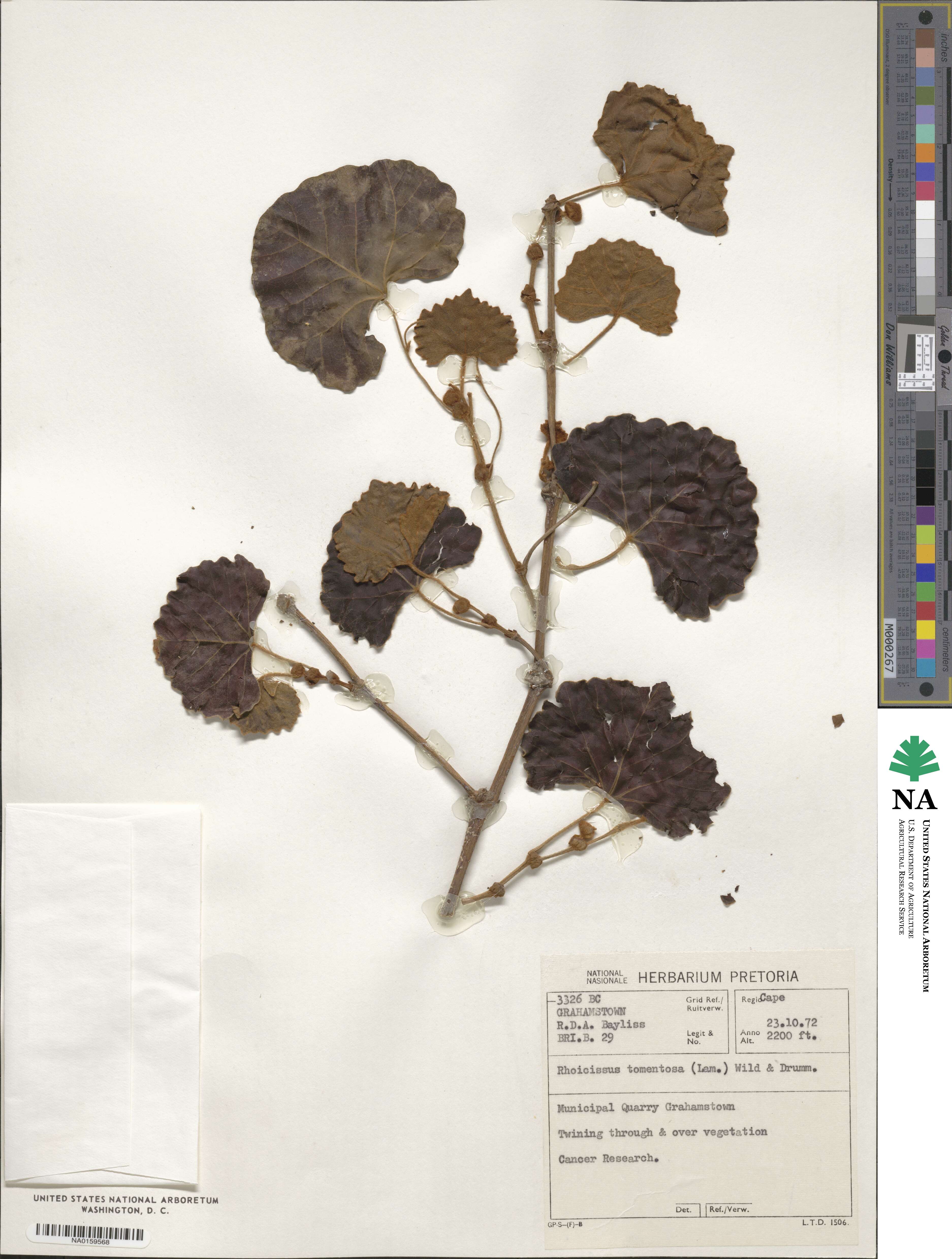 Rhoicissus tomentosa image