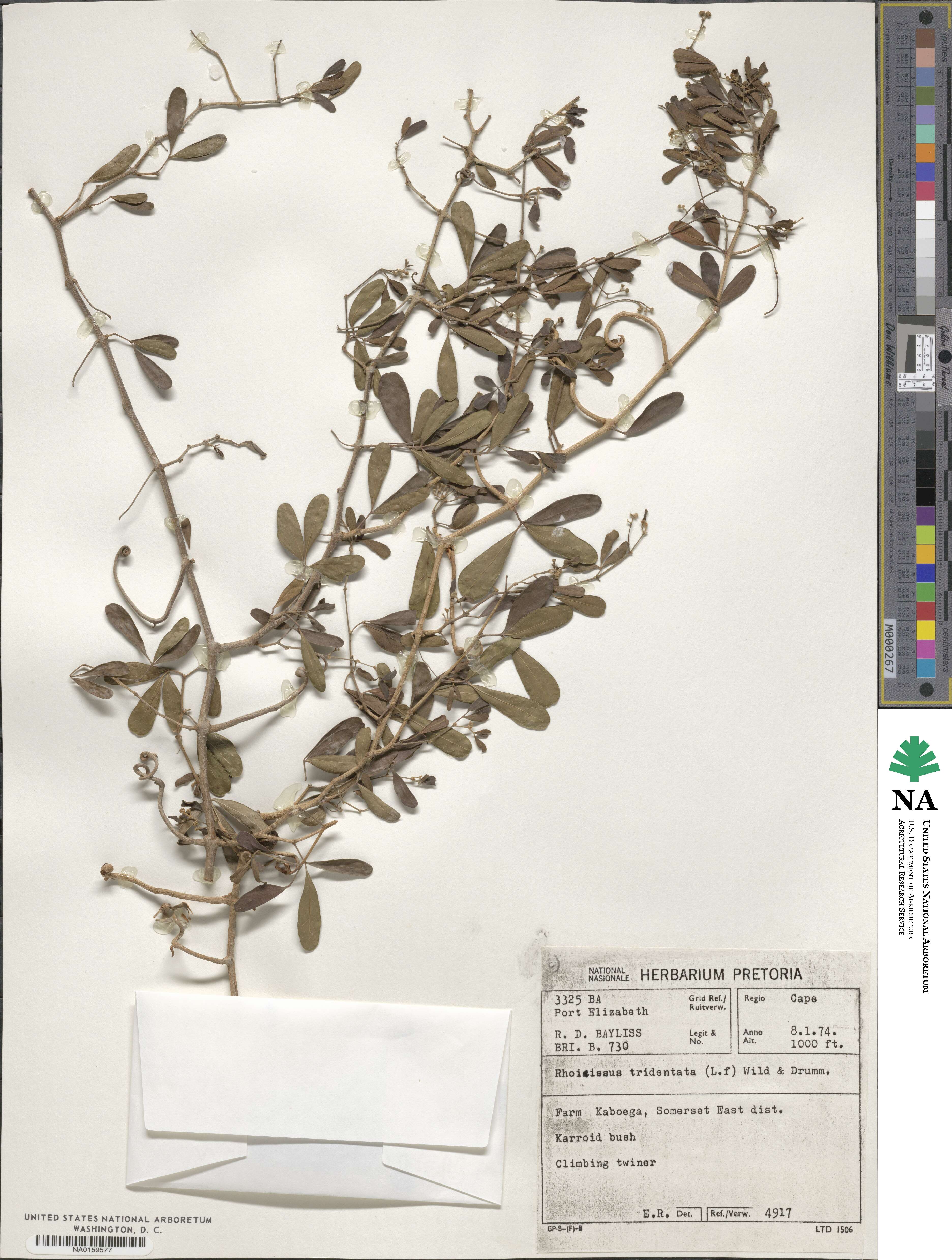 Rhoicissus image