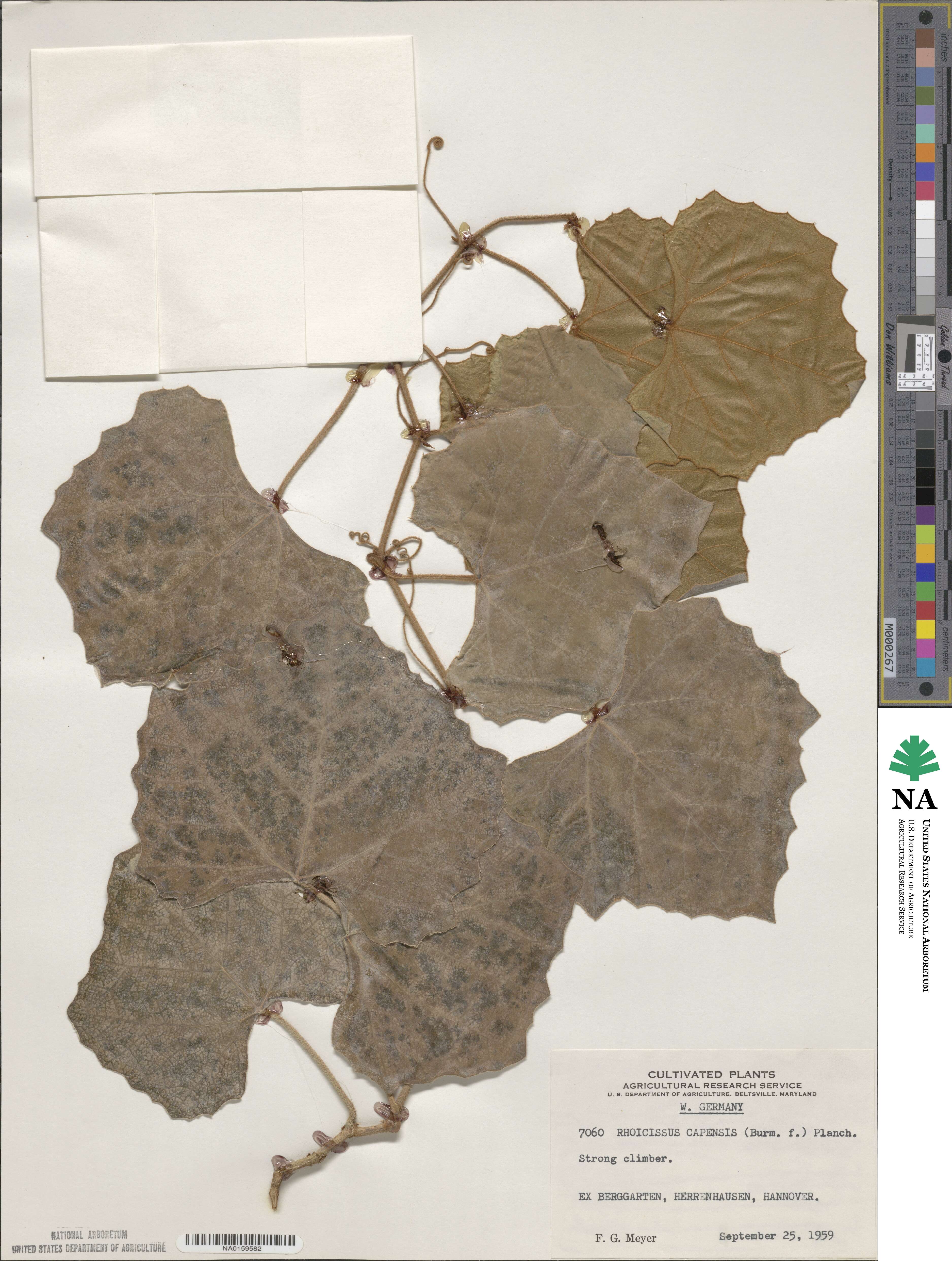 Rhoicissus tomentosa image