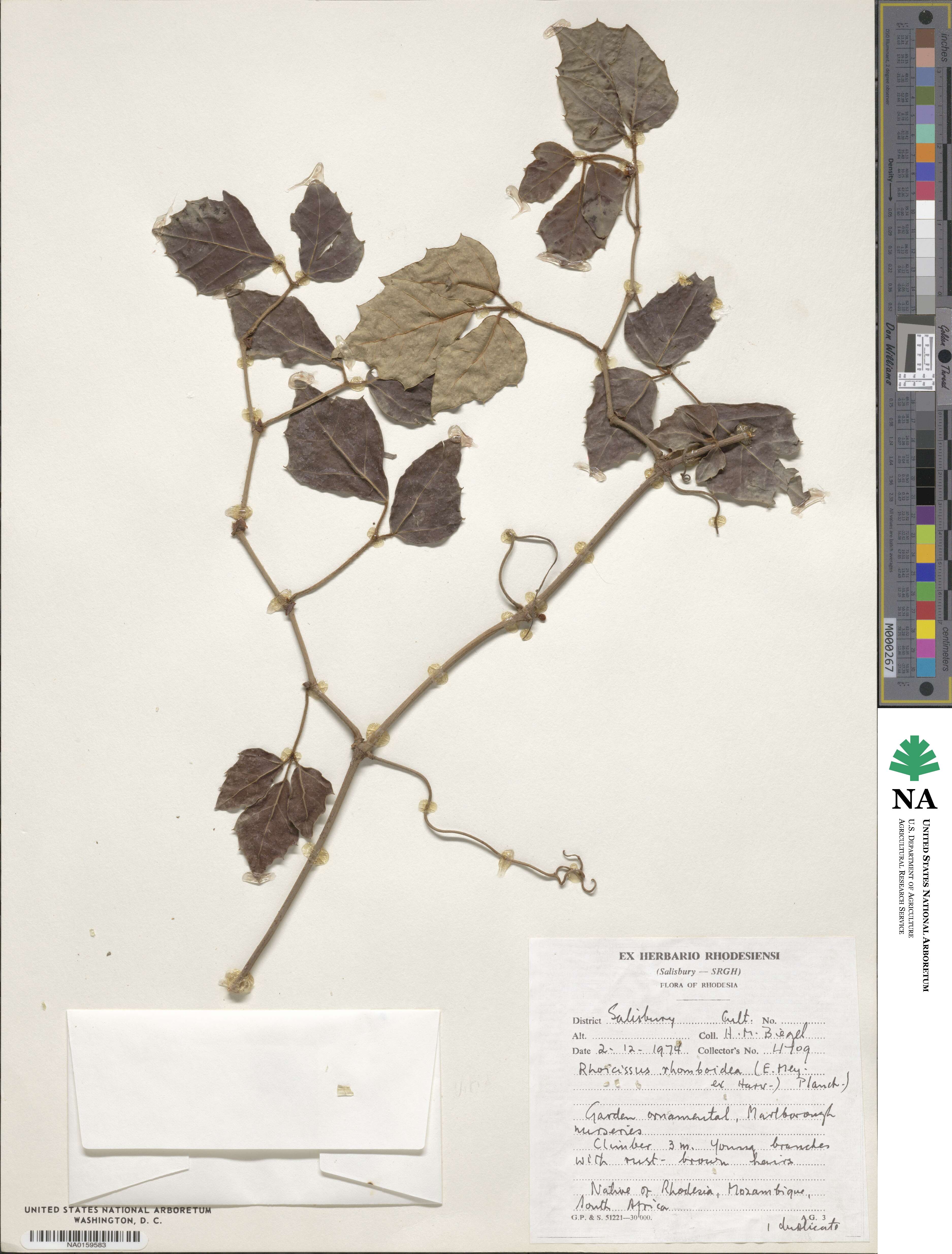 Rhoicissus rhomboidea image
