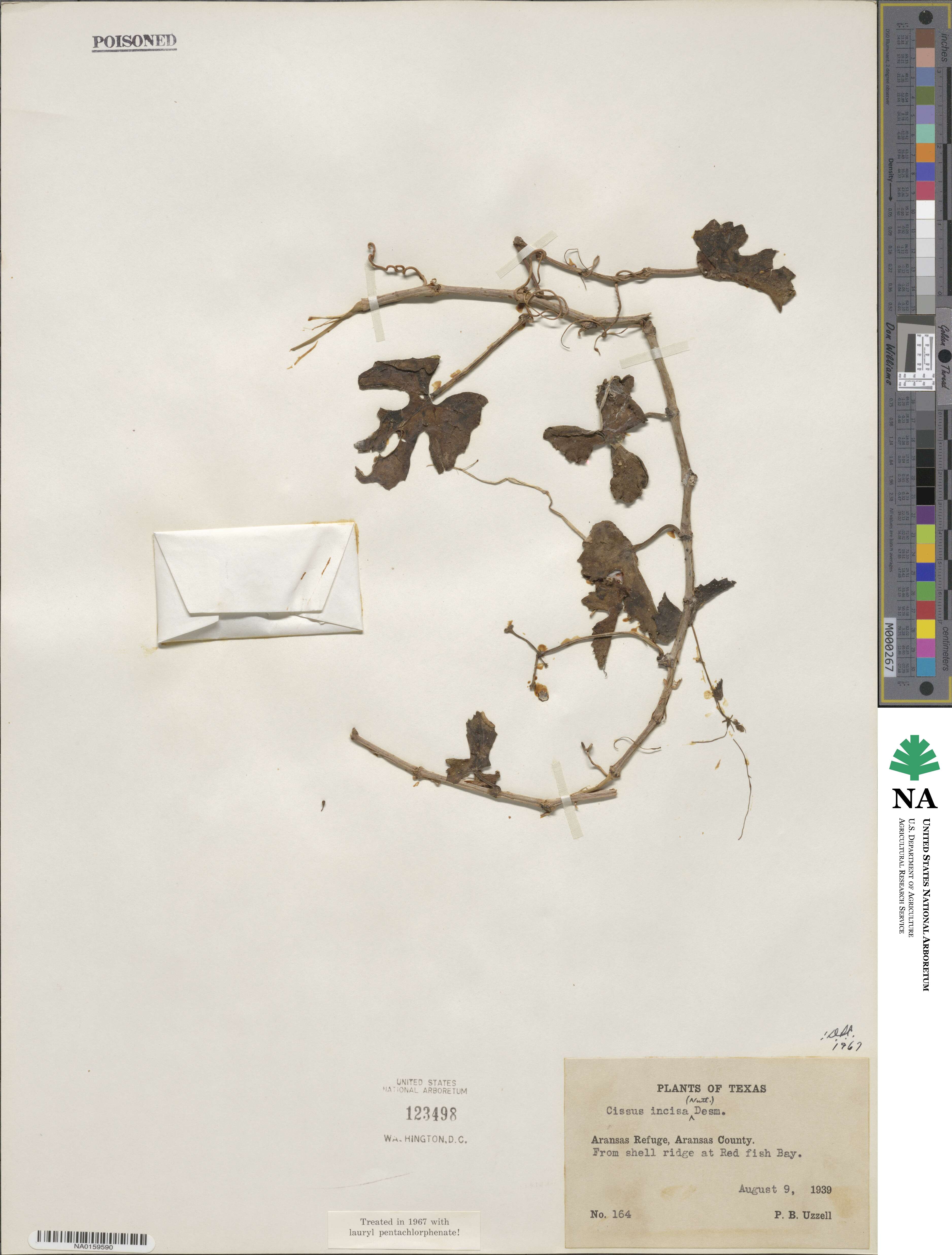 Cissus incisa image