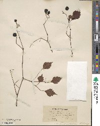 Ampelopsis cordata image