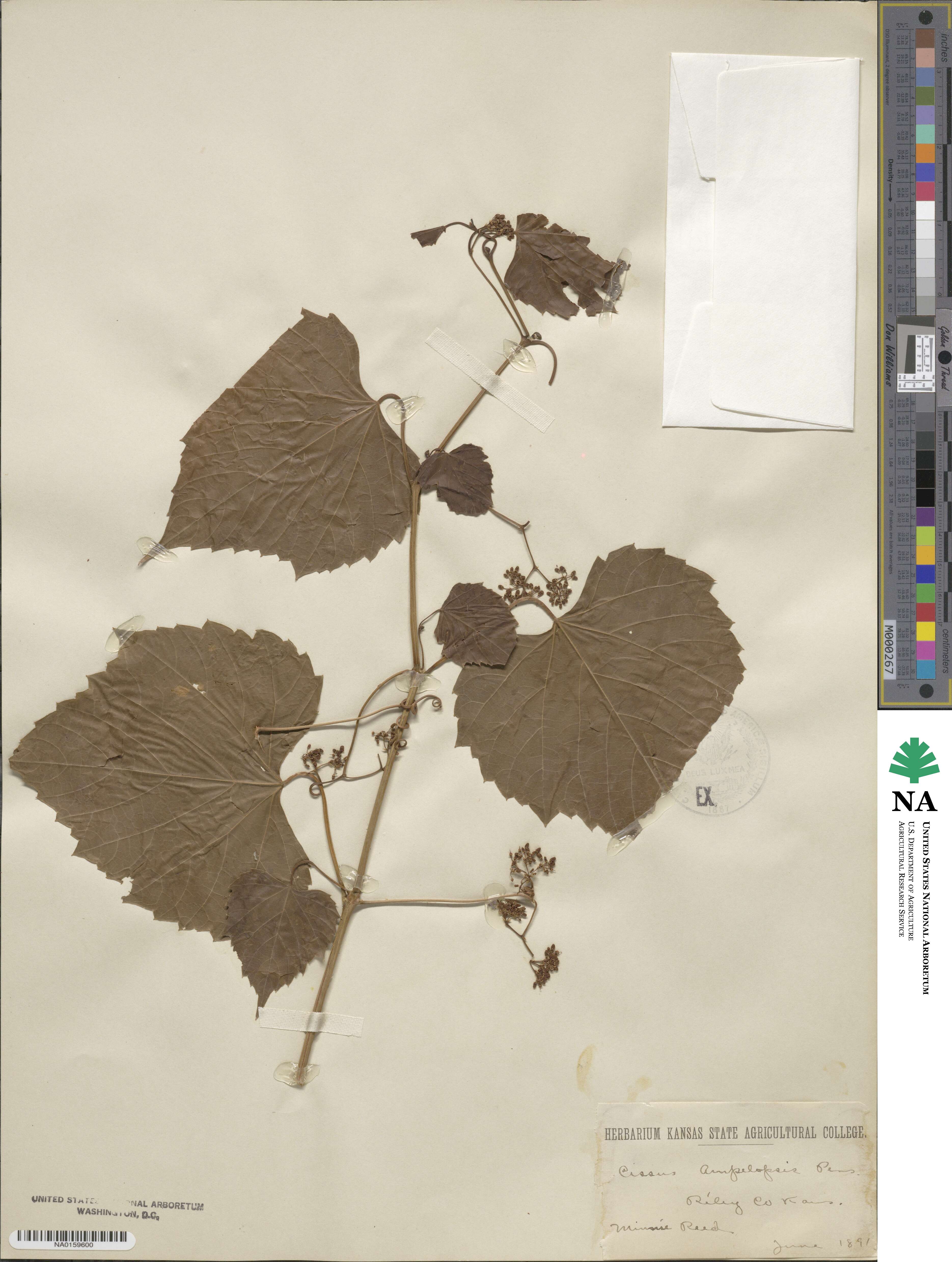 Ampelopsis cordata image