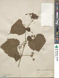 Ampelopsis cordata image