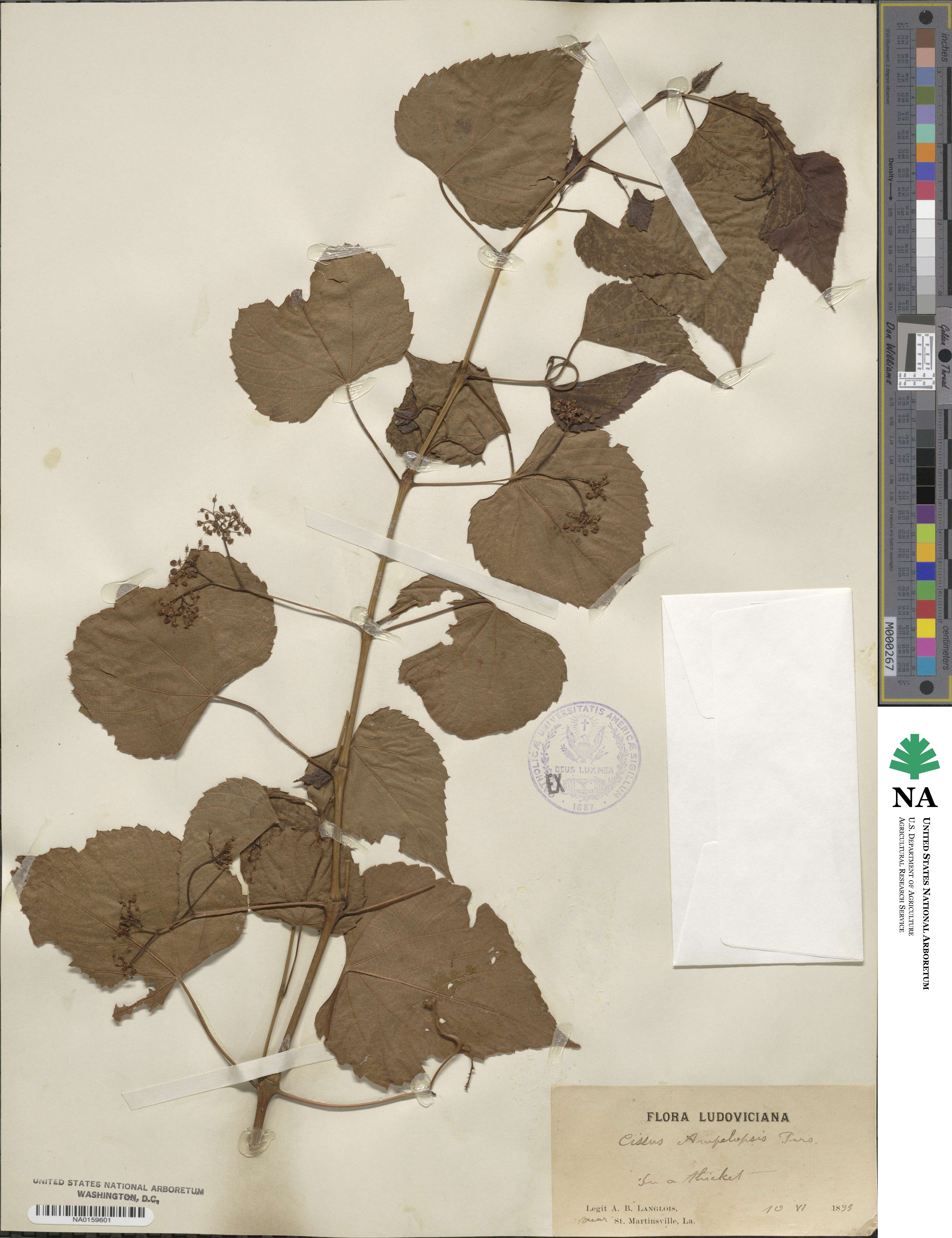 Ampelopsis cordata image