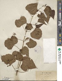 Ampelopsis cordata image