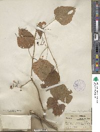 Ampelopsis cordata image