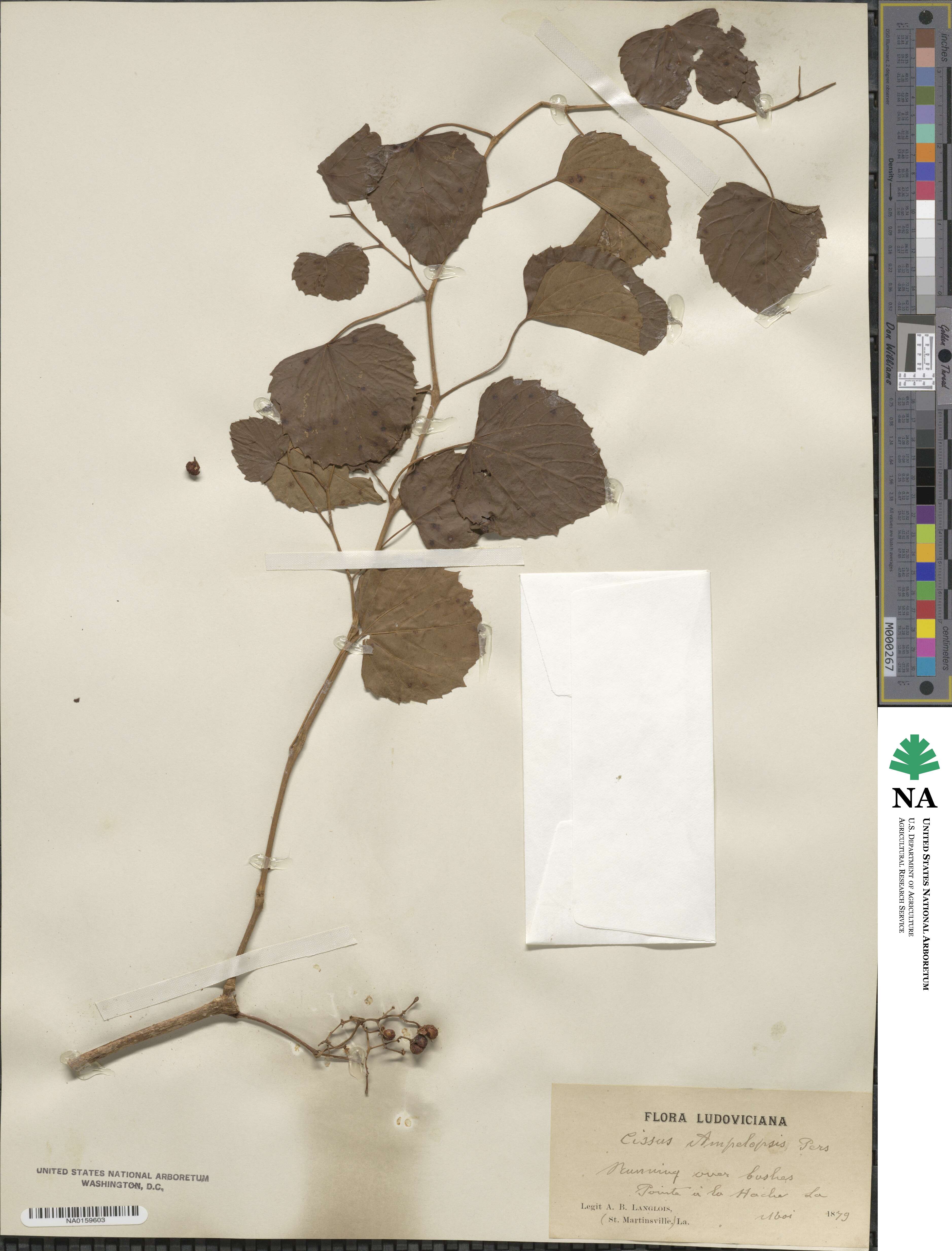 Ampelopsis cordata image