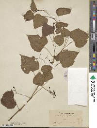 Ampelopsis cordata image