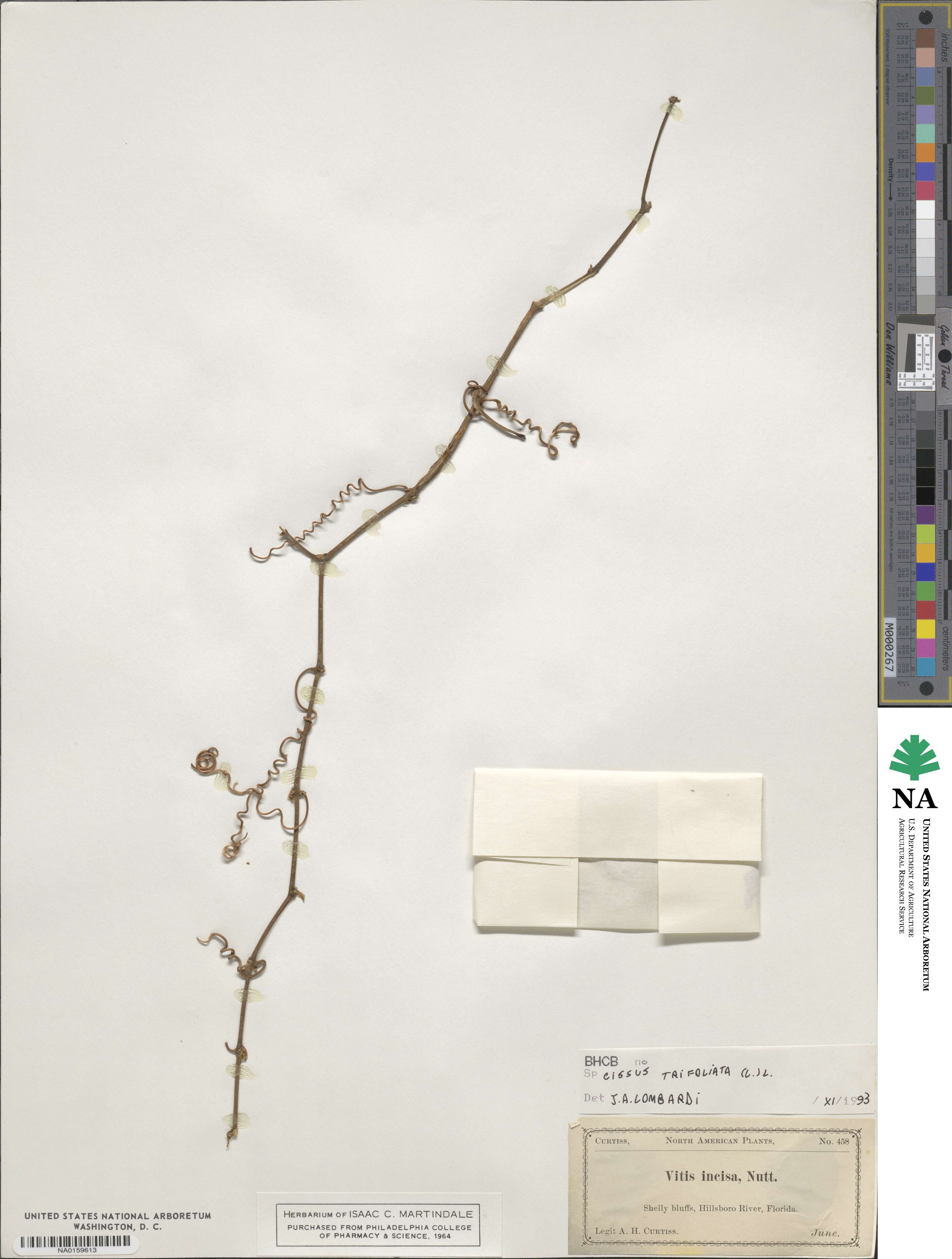 Cissus trifoliata image