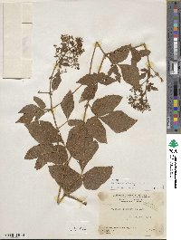 Cissus alata image