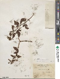 Cissus alata image