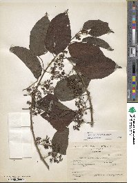 Image of Cissus biformifolia