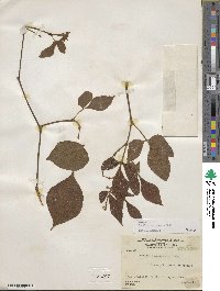 Cissus microcarpa image