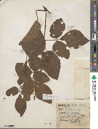 Cissus microcarpa image