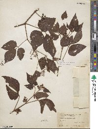 Cissus microcarpa image