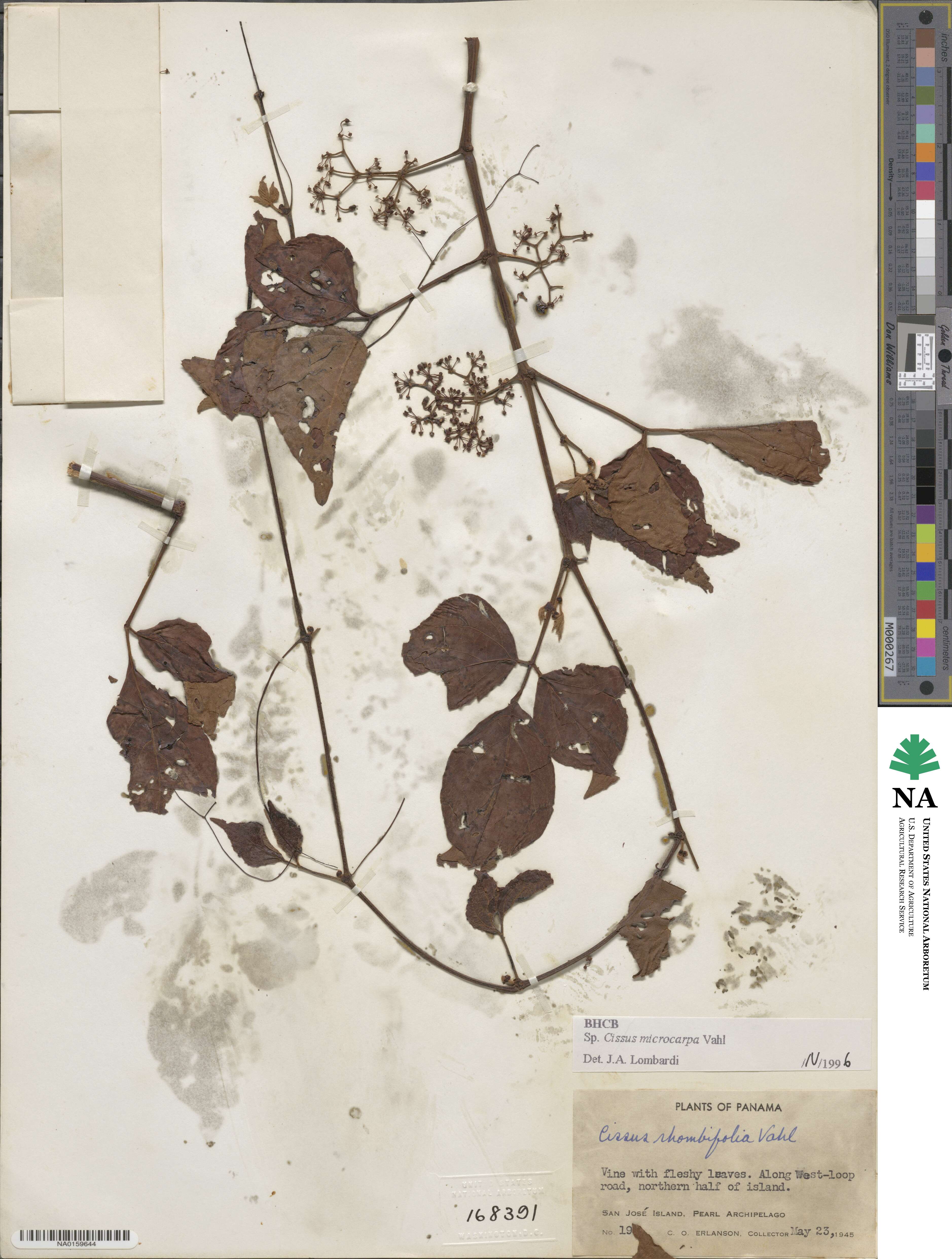 Cissus microcarpa image