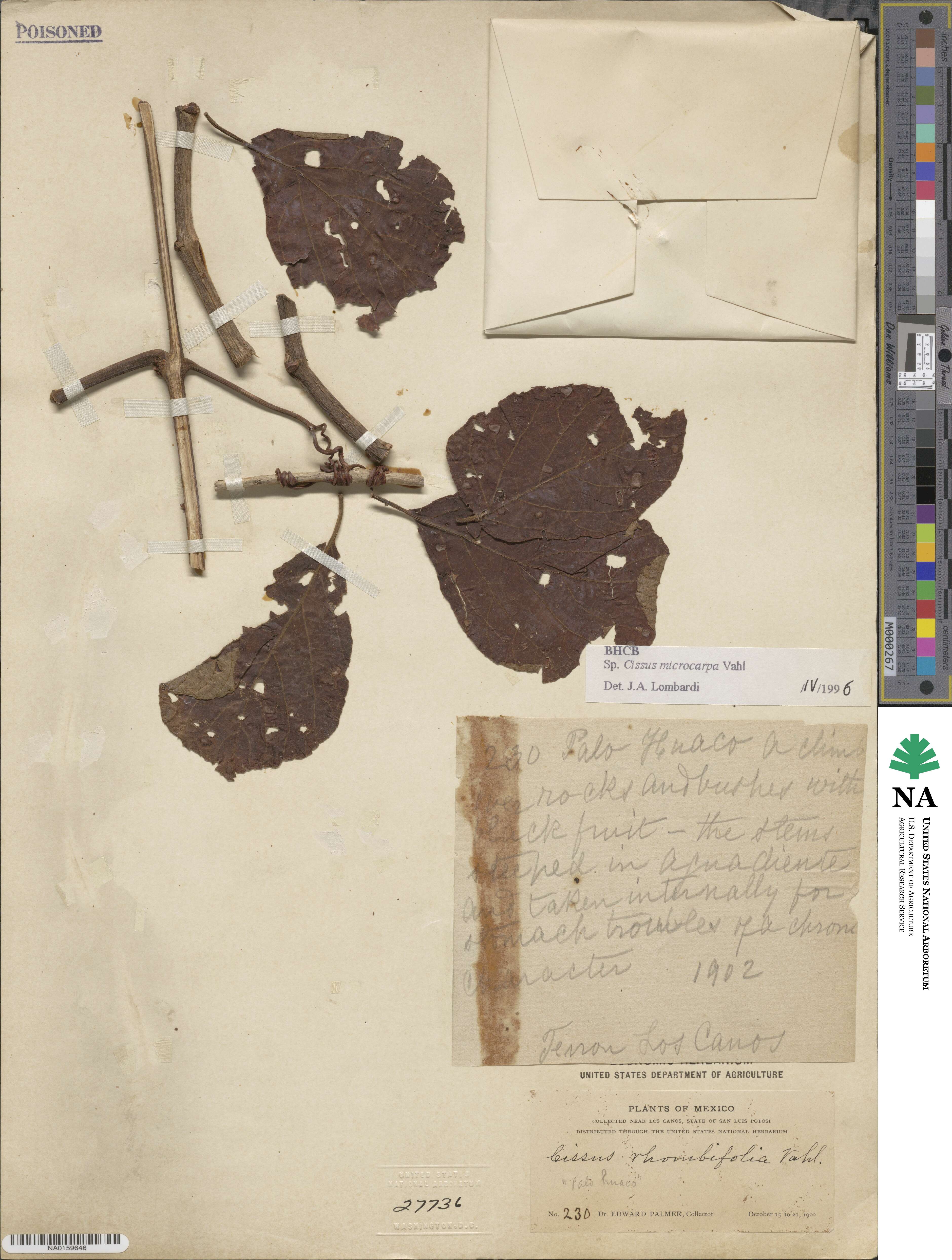Cissus microcarpa image