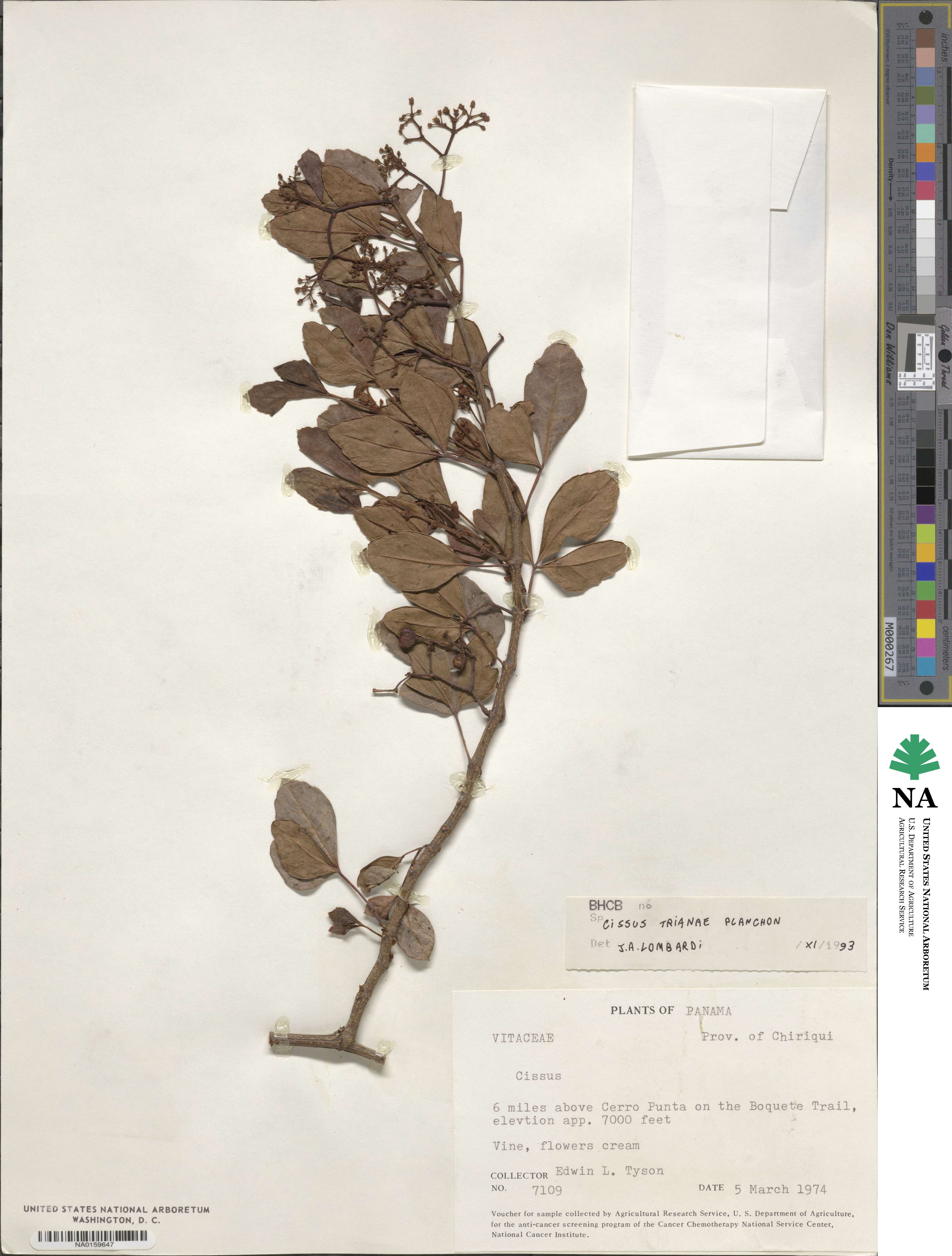 Cissus trianae image