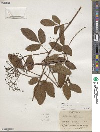 Cissus erosa image