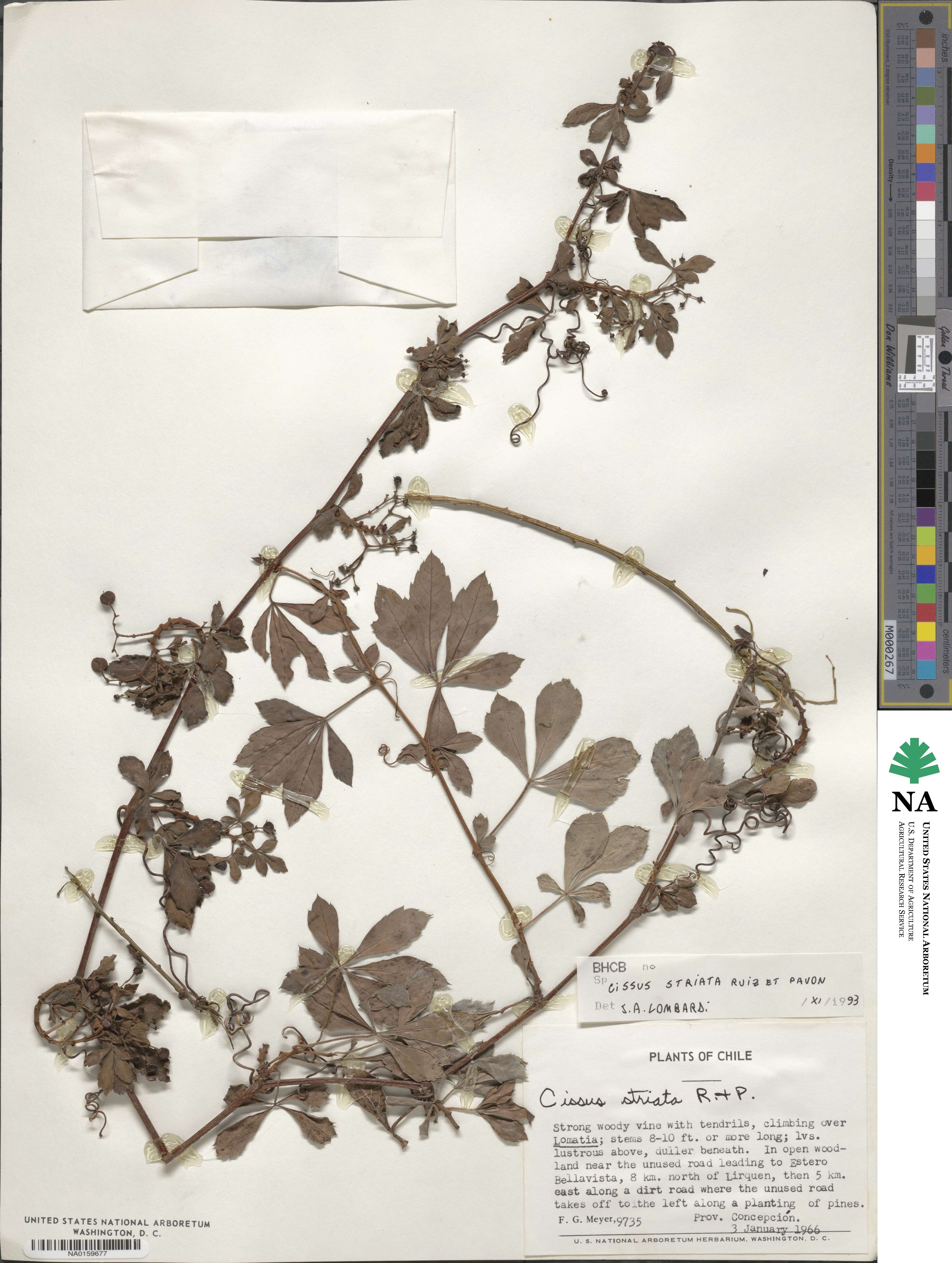 Clematicissus striata image