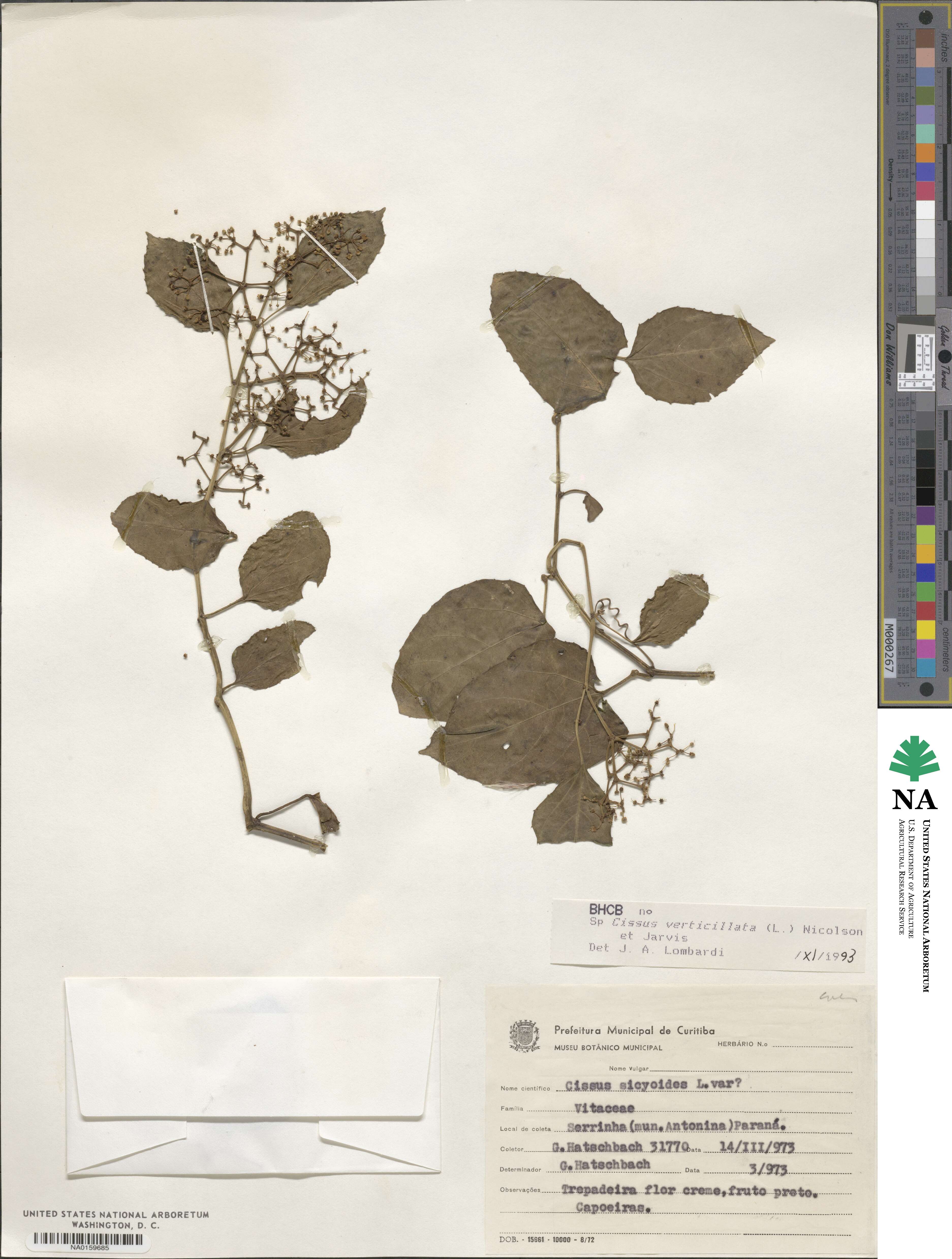 Cissus verticillata image