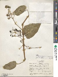 Cissus verticillata image