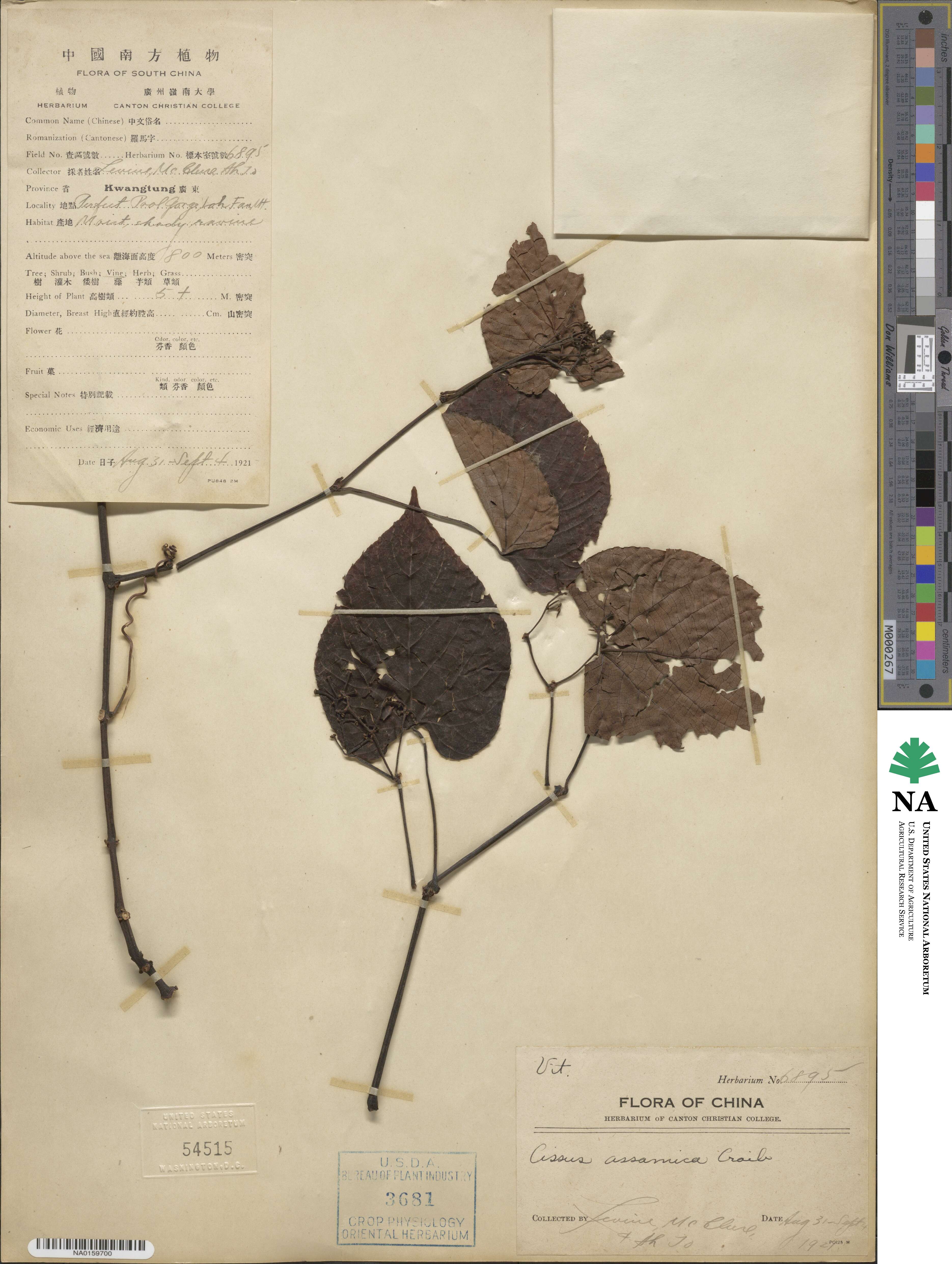 Cissus assamica image