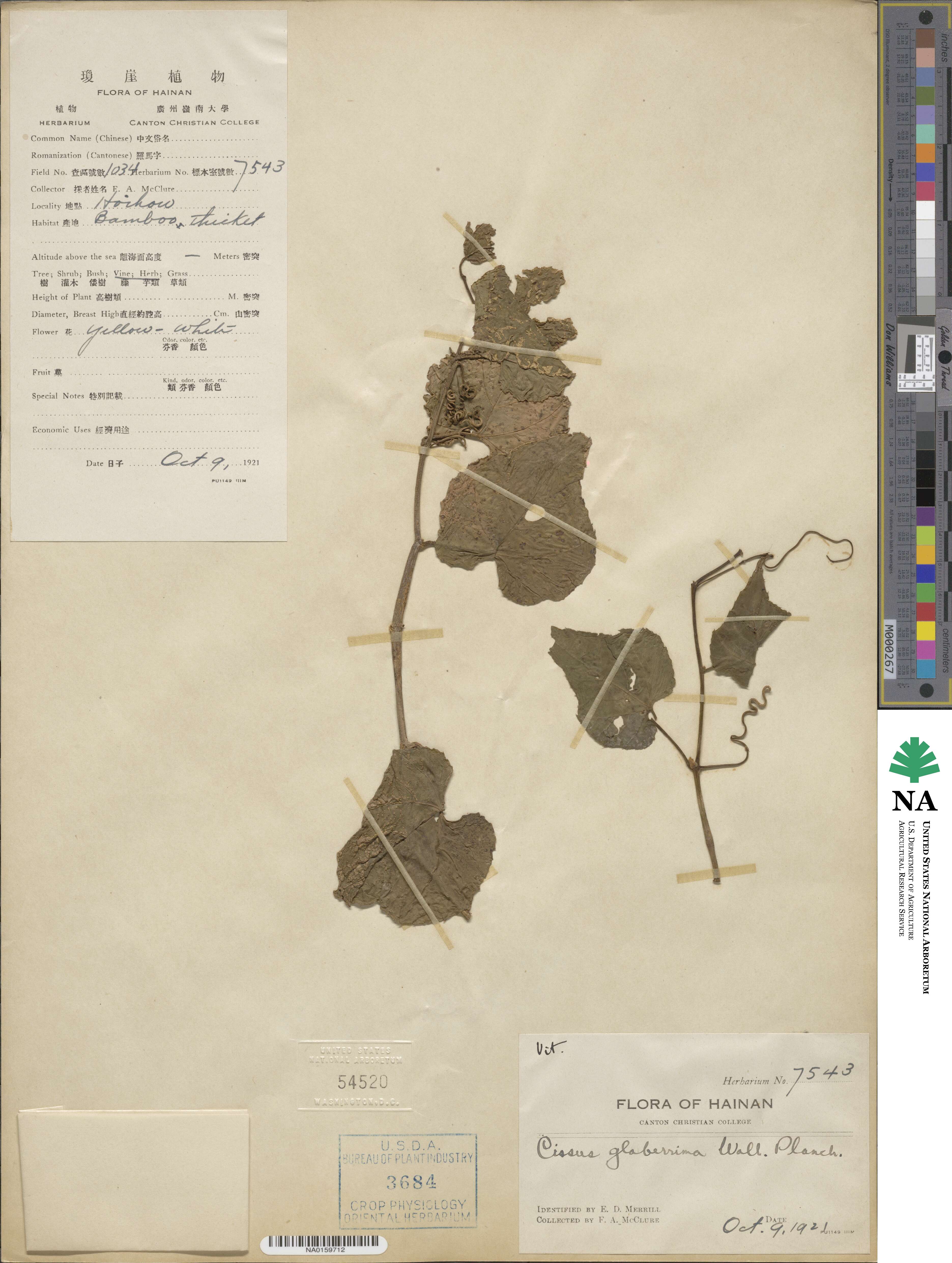 Cissus nodosa image