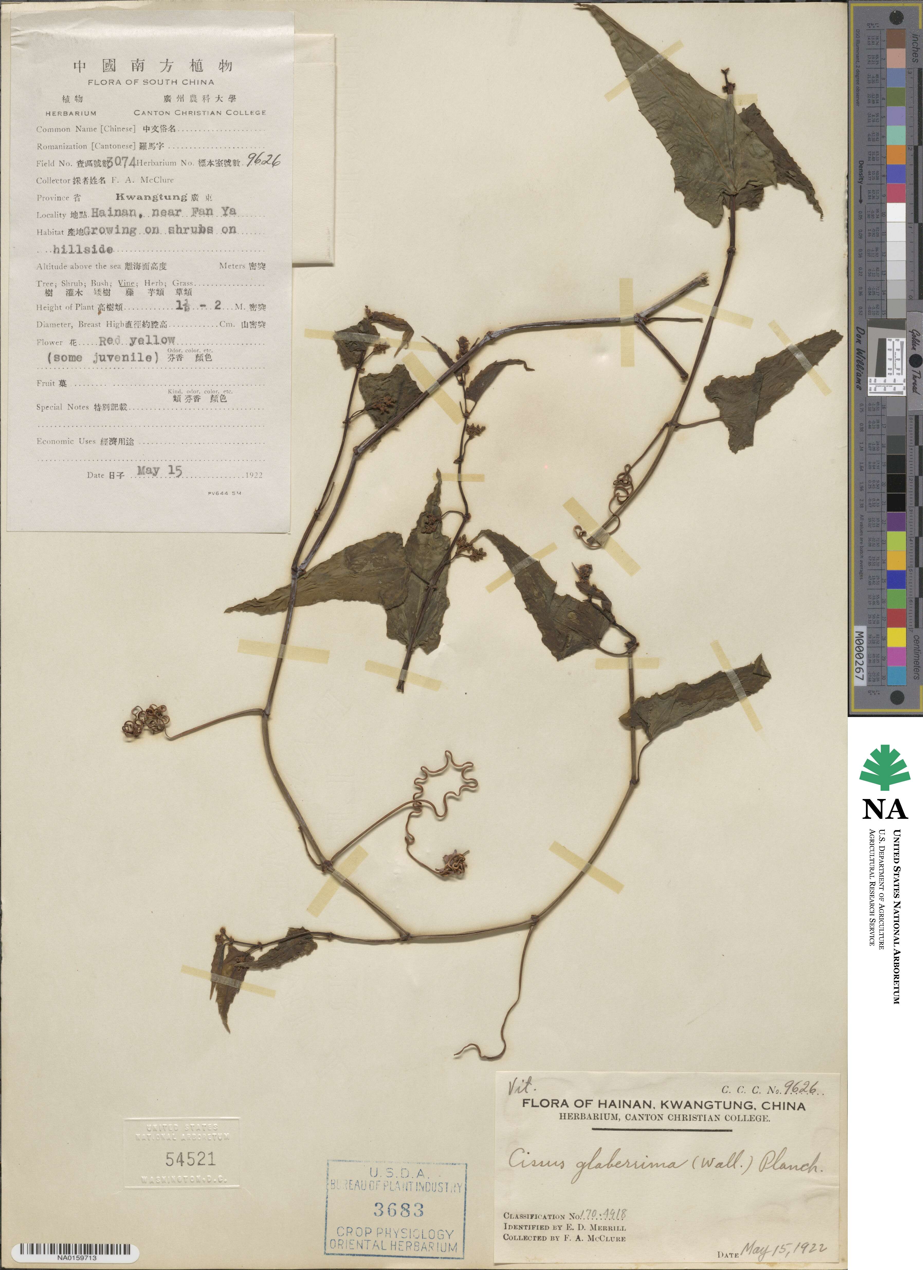 Cissus nodosa image