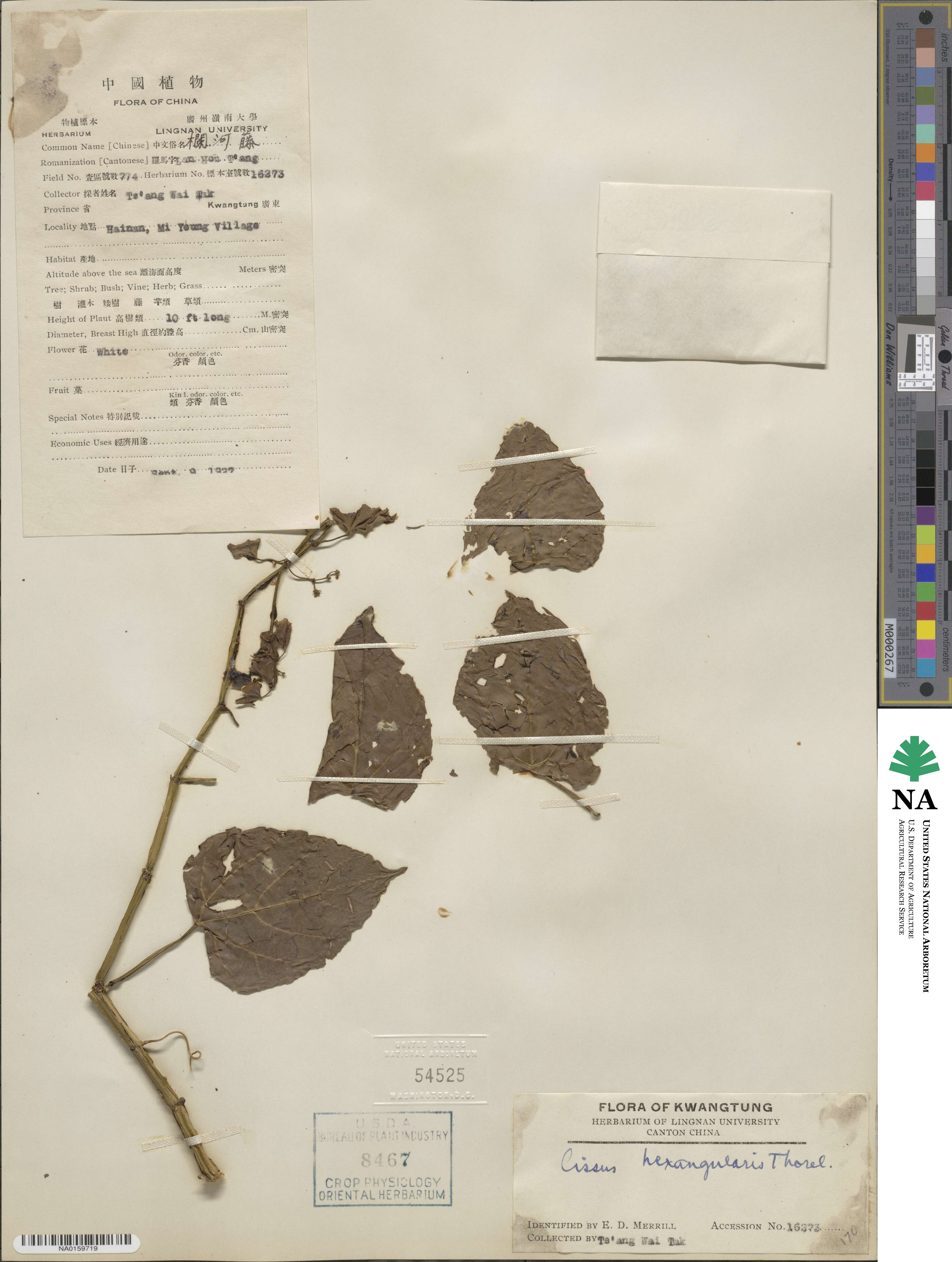 Cissus hexangularis image