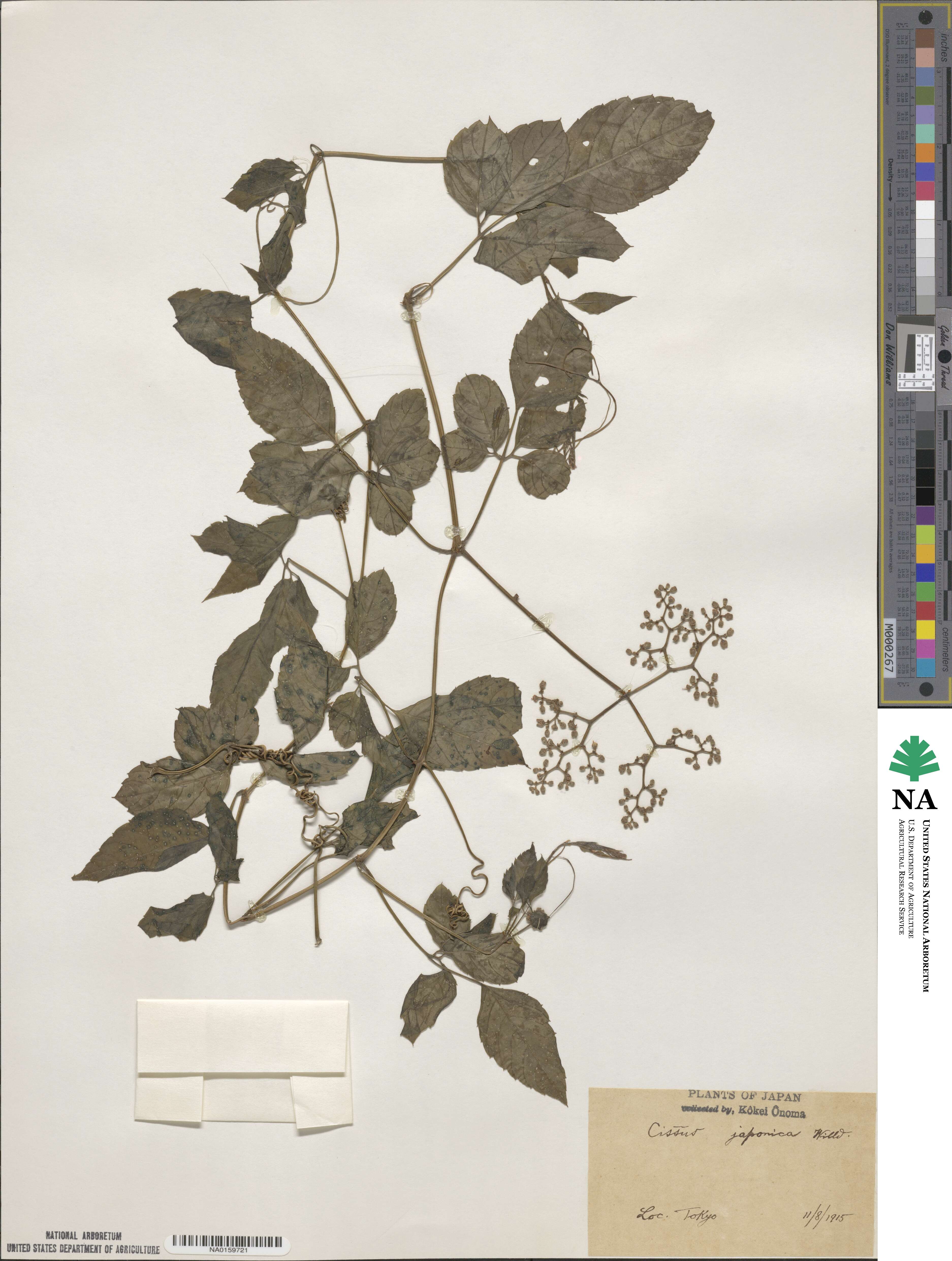 Causonis japonica image
