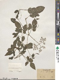 Causonis japonica image