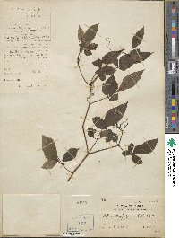 Causonis japonica image