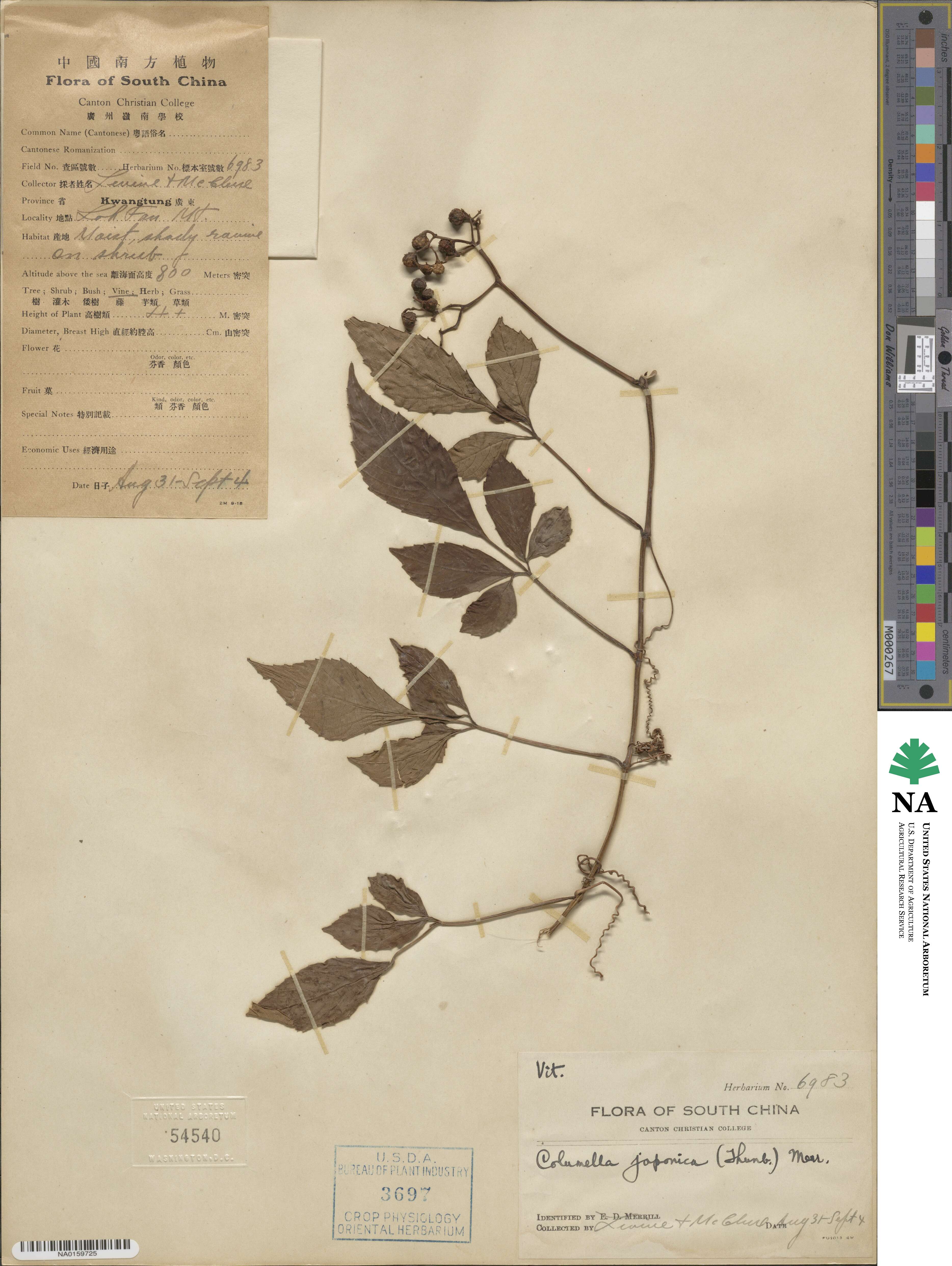 Causonis japonica image