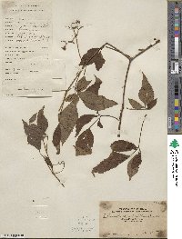 Causonis japonica image