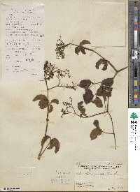 Causonis japonica image