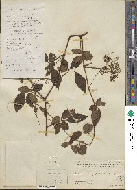 Causonis japonica image