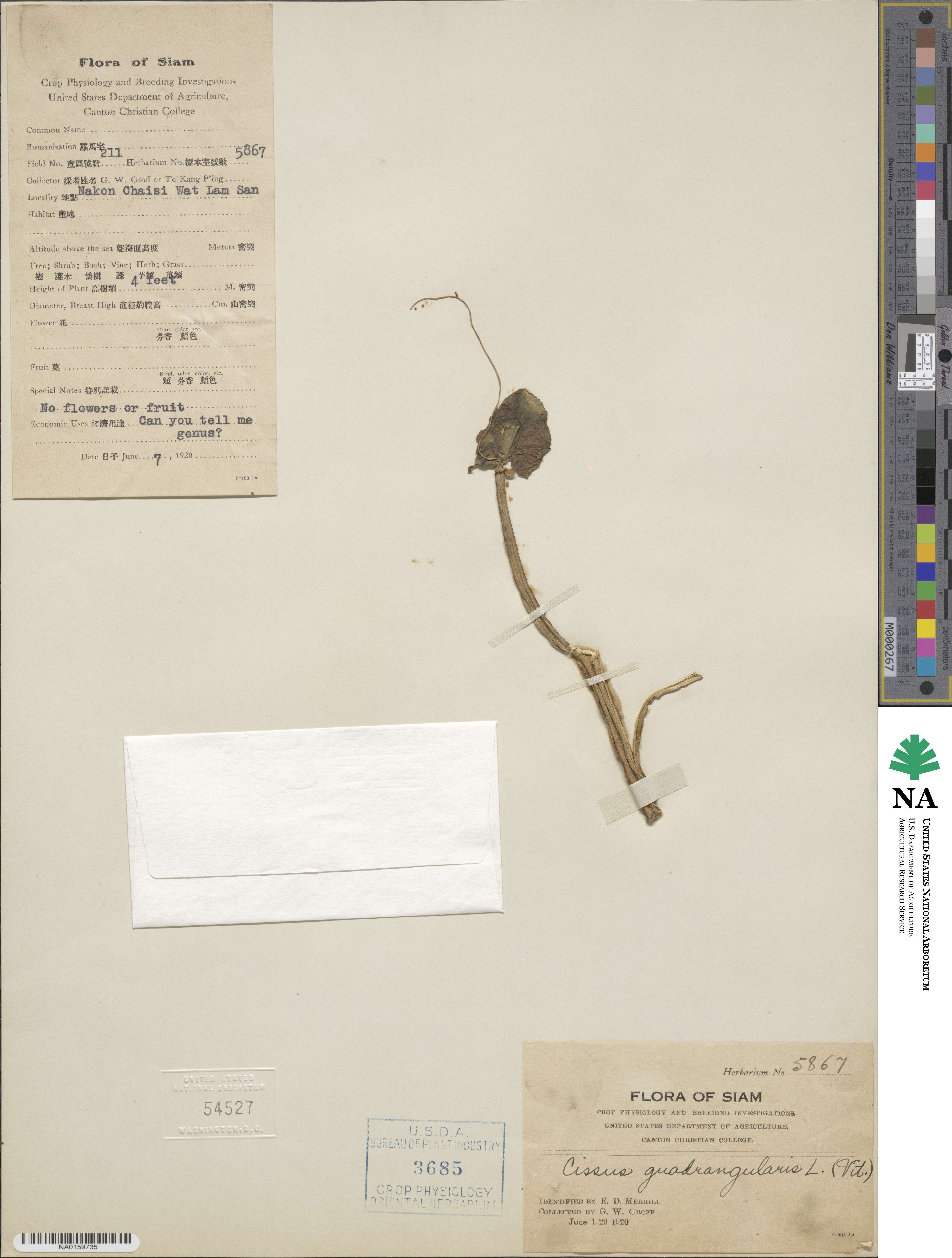 Cissus quadrangularis image