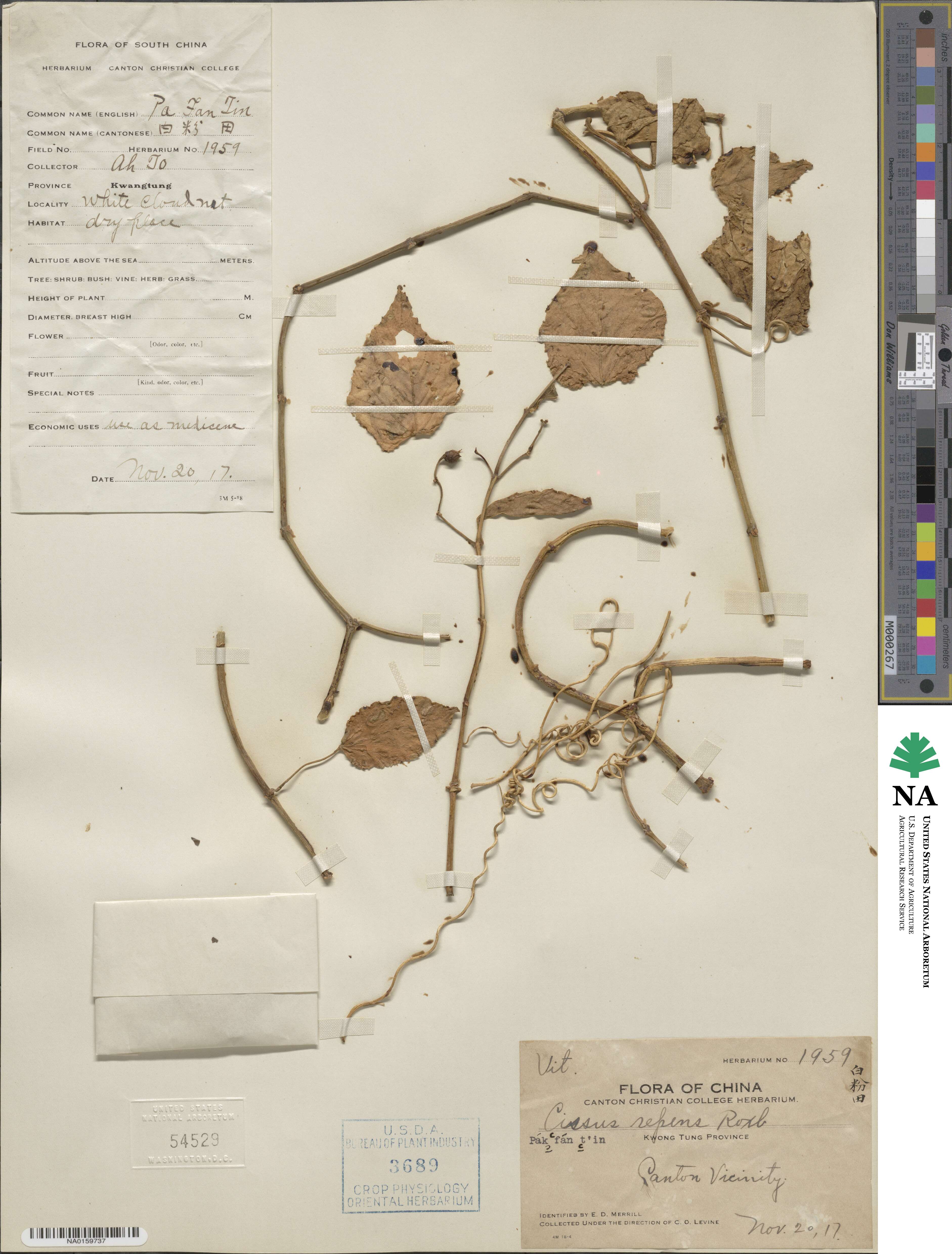 Cissus repens image
