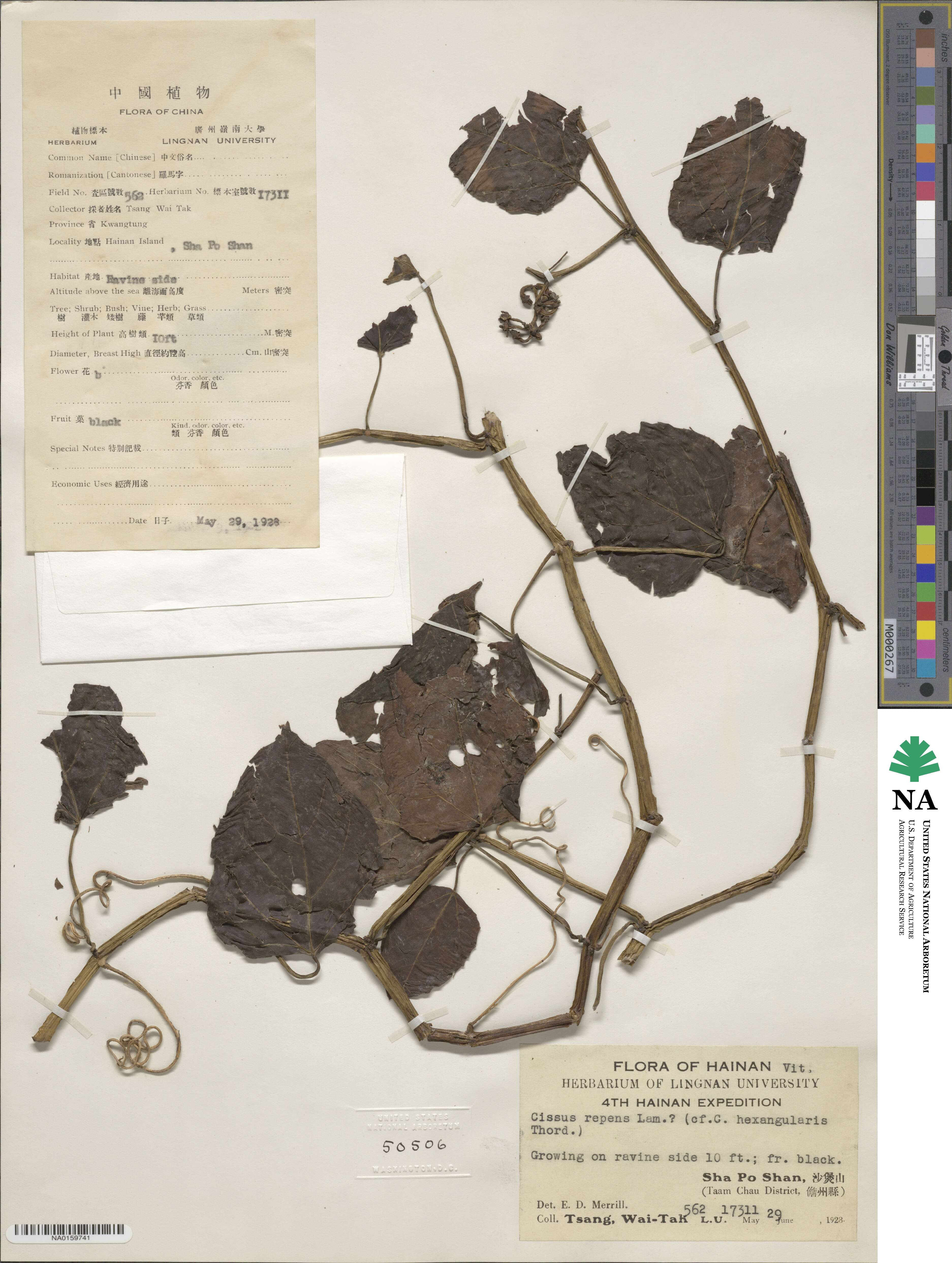 Cissus repens image