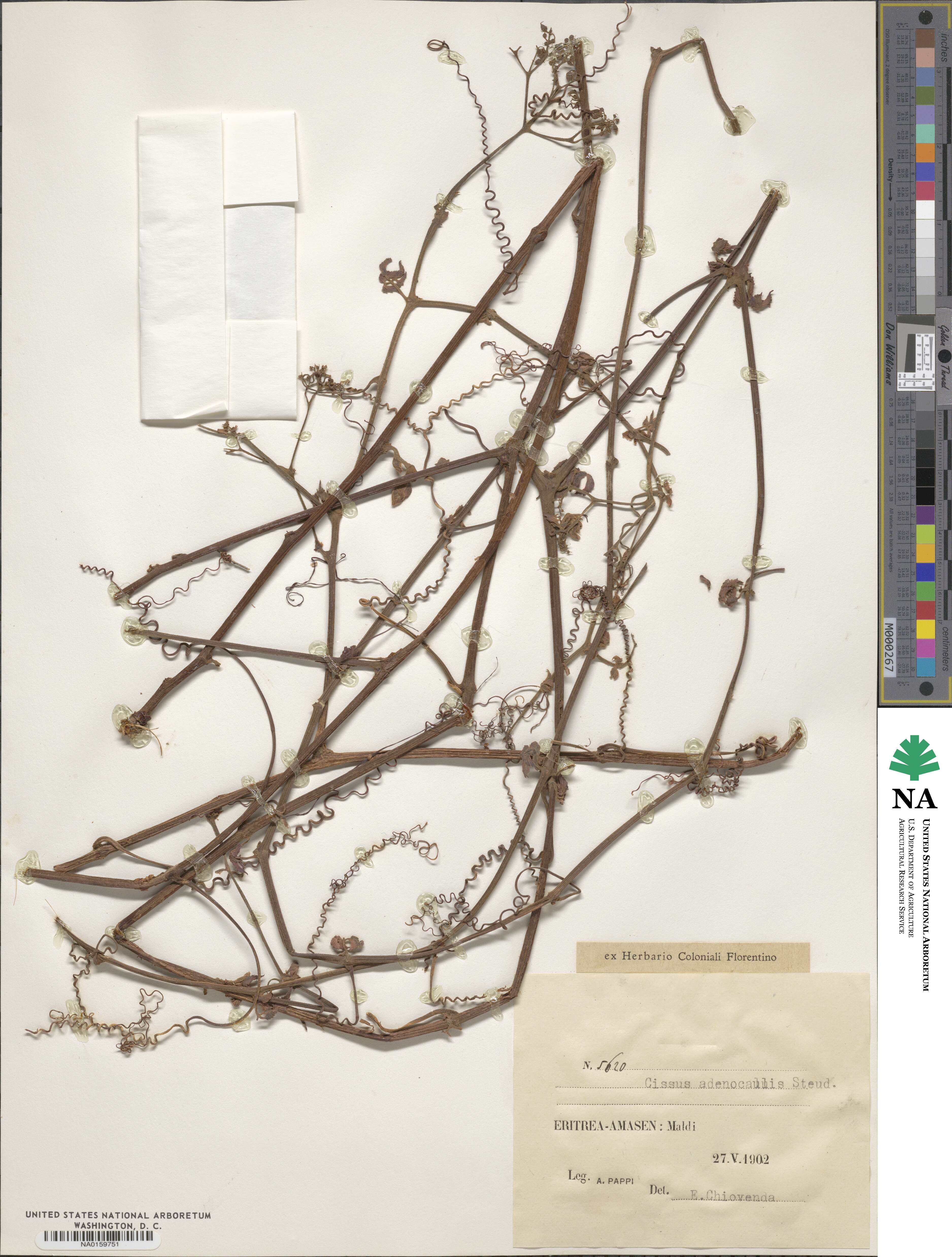 Cyphostemma adenocaule subsp. adenocaule image