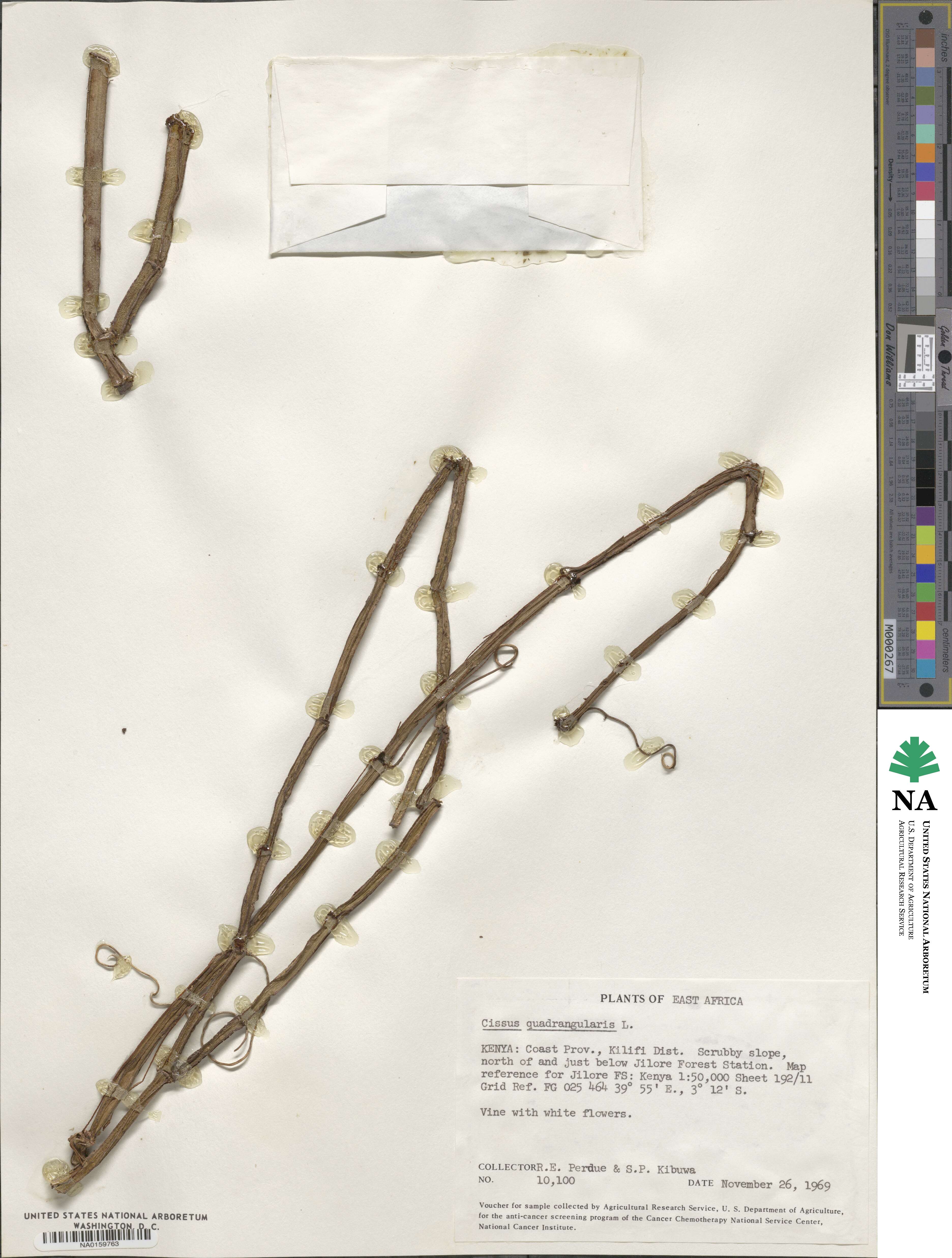 Cissus quadrangularis image
