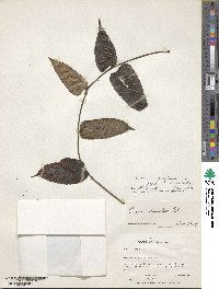 Cissus discolor image