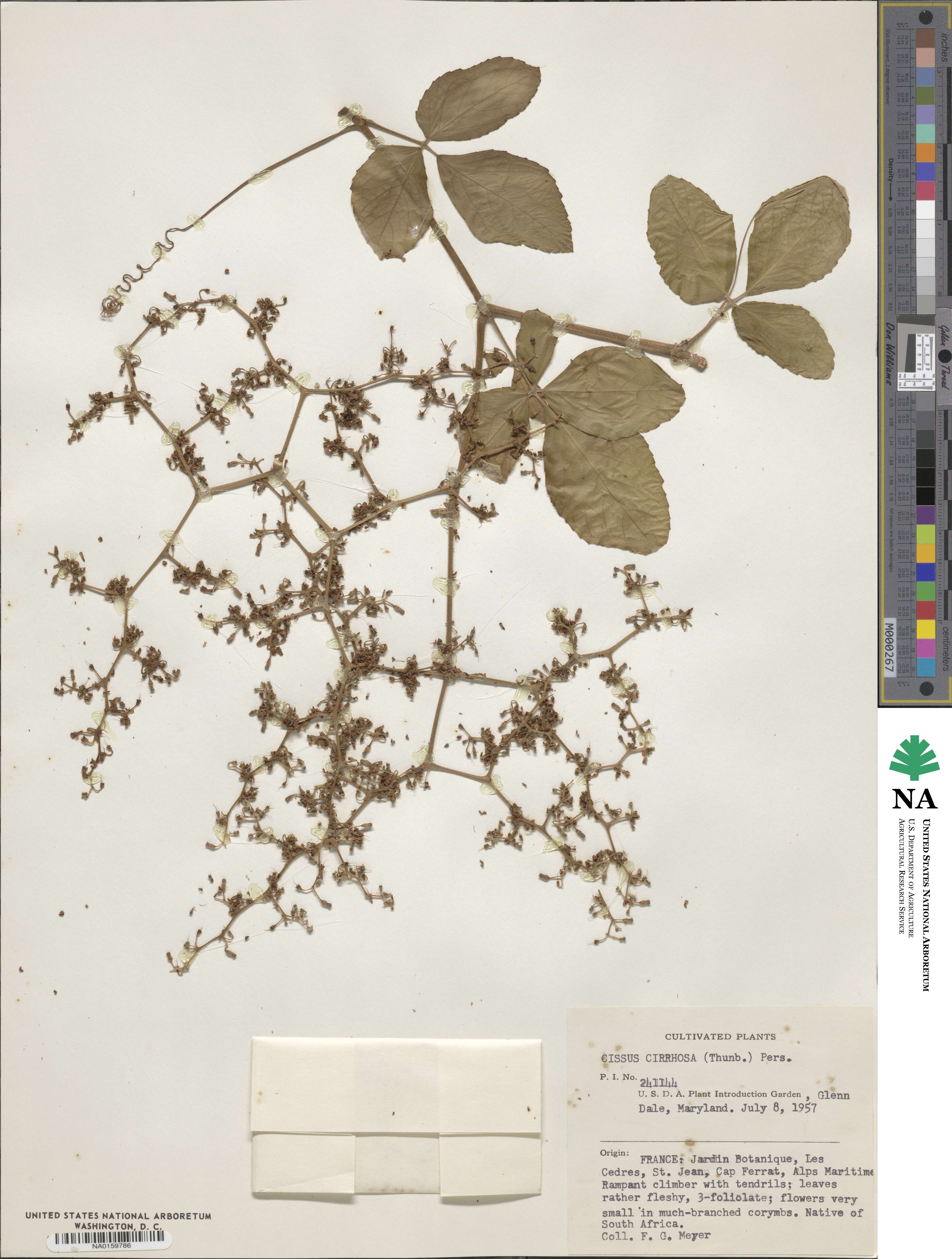 Cyphostemma cirrhosum subsp. cirrhosum image