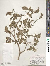 Cissus incisa image