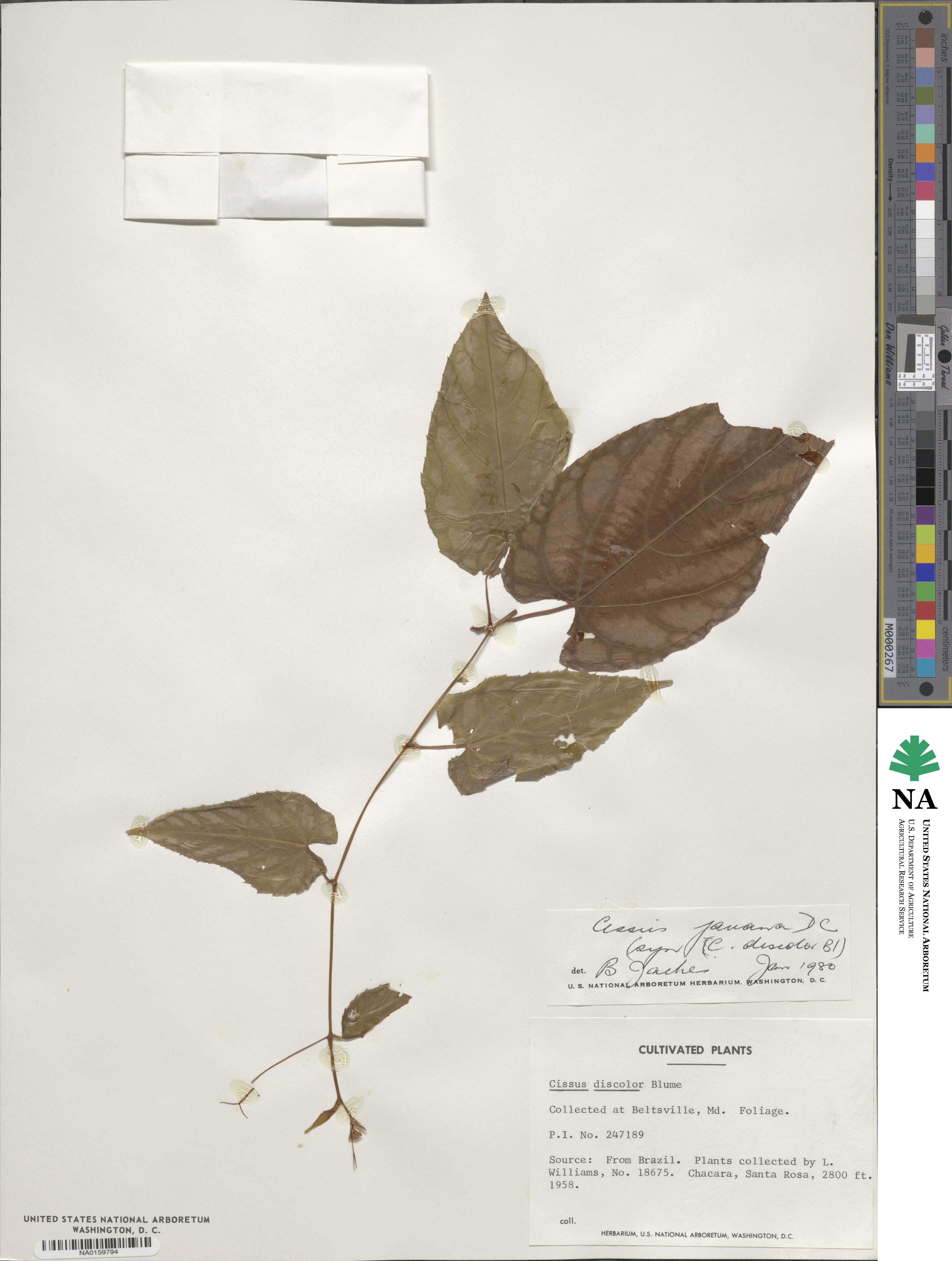 Cissus discolor image