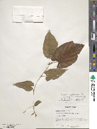 Cissus discolor image