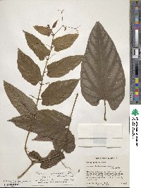 Cissus discolor image